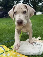 Crew Merle massive AKC Great Dane , a male Great Dane for sale in Batavia, IL – 2 of 10
