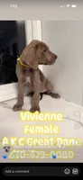 Vivienne Westwood Stunning Large Princess Stunner Ready Today, a female Great Dane for sale in Batavia, IL – 7 of 10
