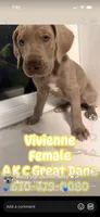 Vivienne Westwood Stunning Large Princess Stunner Ready Today, a female Great Dane for sale in Batavia, IL – 5 of 10