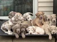 Crew Merle massive AKC Great Dane , a male Great Dane for sale in Batavia, IL – 8 of 10