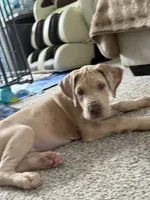 VERA Stunning Princess A K C Great Dane Beauty Queen Ready Today , a female Great Dane for sale in Batavia, IL – 2 of 10