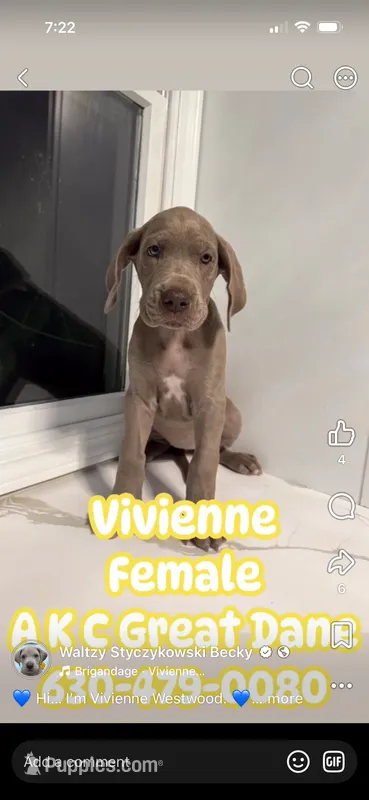 Vivienne Westwood Stunning Large Princess Stunner Ready Today – Great Dane puppy for sale in Batavia, IL