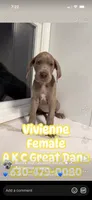 Vivienne Westwood Stunning Large Princess Stunner Ready Today, a female Great Dane for sale in Batavia, IL – 1 of 10