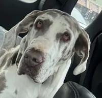 Crew Merle massive AKC Great Dane , a male Great Dane for sale in Batavia, IL – 9 of 10