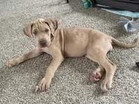 VERA Stunning Princess A K C Great Dane Beauty Queen Ready Today , a female Great Dane for sale in Batavia, IL – 10 of 10