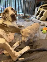 Crew Merle massive AKC Great Dane , a male Great Dane for sale in Batavia, IL – 7 of 10