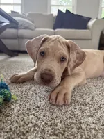 VERA Stunning Princess A K C Great Dane Beauty Queen Ready Today , a female Great Dane for sale in Batavia, IL – 8 of 10
