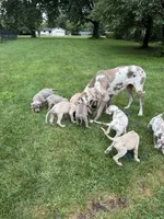Crew Merle massive AKC Great Dane , a male Great Dane for sale in Batavia, IL – 10 of 10