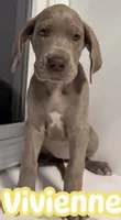 Vivienne Westwood Stunning Large Princess Stunner Ready Today, a female Great Dane for sale in Batavia, IL – 2 of 10