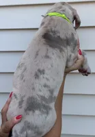 Crew Merle massive AKC Great Dane , a male Great Dane for sale in Batavia, IL – 5 of 10