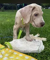 Crew Merle massive AKC Great Dane , a male Great Dane for sale in Batavia, IL – 3 of 10