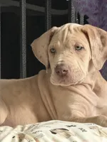 VERA Stunning Princess A K C Great Dane Beauty Queen Ready Today , a female Great Dane for sale in Batavia, IL – 4 of 10