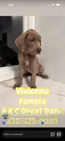 Vivienne Westwood Stunning Large Princess Stunner Ready Today, a female Great Dane for sale in Batavia, IL – 8 of 10