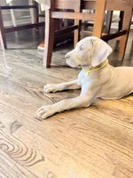 Vivienne Westwood Stunning Large Princess Stunner Ready Today, a female Great Dane for sale in Batavia, IL – 6 of 10