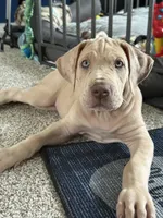 VERA Stunning Princess A K C Great Dane Beauty Queen Ready Today , a female Great Dane for sale in Batavia, IL – 9 of 10