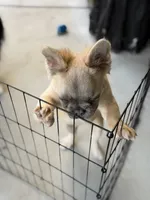 Milo, a male French Bulldog for sale in Lake Elsinore, CA – 5 of 5