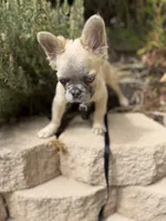 Milo, a male French Bulldog for sale in Lake Elsinore, CA – 3 of 4