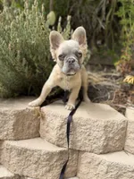 Milo, a male French Bulldog for sale in Lake Elsinore, CA – 4 of 4