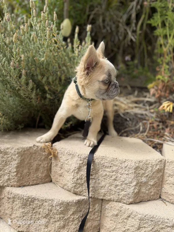 Milo – French Bulldog puppy for sale in Lake Elsinore, CA