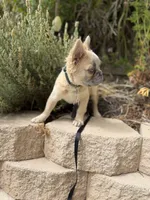 Milo, a male French Bulldog for sale in Lake Elsinore, CA – 1 of 4