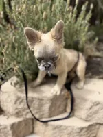 Milo, a male French Bulldog for sale in Lake Elsinore, CA – 2 of 4