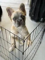 Milo, a male French Bulldog for sale in Lake Elsinore, CA – 1 of 5