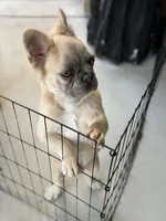 Milo, a male French Bulldog for sale in Lake Elsinore, CA – 4 of 5