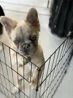 Milo, a male French Bulldog for sale in Lake Elsinore, CA – 2 of 5