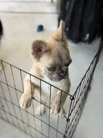 Milo, a male French Bulldog for sale in Lake Elsinore, CA – 3 of 5
