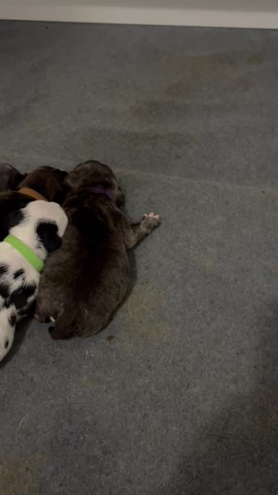 Royal, a male American Bully for sale in Sanford, NC – 4 of 4