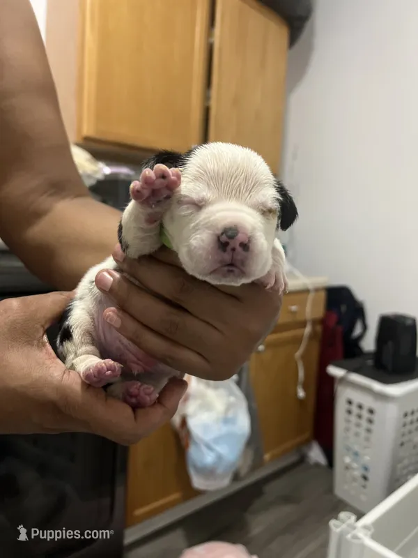 Royal – American Bully puppy for sale in Sanford, NC