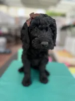  Onyx (The Sweetest Puppy ready for adventure) Mircochipped, a female Goldendoodle for sale in Castro Valley, CA – 3 of 9