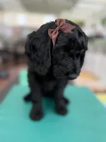 Onyx- Beautiful Goldendoddle ( The Most Playful Puppy) , a female Goldendoodle for sale in Castro Valley, CA – 6 of 7