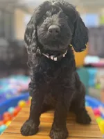 Onyx, a female Goldendoodle for sale in Castro Valley, CA – Photo 3 of 6