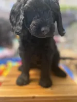 Onyx, a female Goldendoodle for sale in Castro Valley, CA – Photo 2 of 6