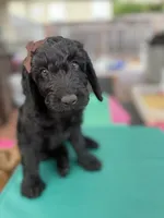Onyx- Beautiful Goldendoddle ( The Most Playful Puppy) , a female Goldendoodle for sale in Castro Valley, CA – 5 of 7