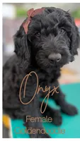 Onyx- Beautiful Goldendoddle ( The Most Playful Puppy) , a female Goldendoodle for sale in Castro Valley, CA – 1 of 7