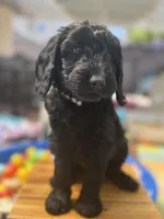 Onyx, a female Goldendoodle for sale in Castro Valley, CA – Photo 4 of 6