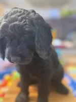 Onyx, a female Goldendoodle for sale in Castro Valley, CA – Photo 5 of 6