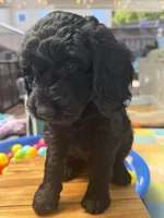 Onyx, a female Goldendoodle for sale in Castro Valley, CA – Photo 6 of 6