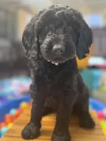 Onyx, a female Goldendoodle for sale in Castro Valley, CA – Photo 1 of 6