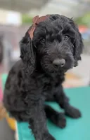 Onyx- Beautiful Goldendoddle ( The Most Playful Puppy) , a female Goldendoodle for sale in Castro Valley, CA – 7 of 7