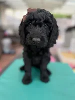  Onyx (The Sweetest Puppy ready for adventure) Mircochipped, a female Goldendoodle for sale in Castro Valley, CA – 8 of 9