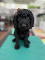  Onyx (The Sweetest Puppy ready for adventure) Mircochipped, a female Goldendoodle for sale in Castro Valley, CA – 4 of 9