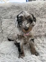 Mila, a female Goldendoodle for sale in Castro Valley, CA – Photo 3 of 4