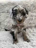 Mila, a female Goldendoodle for sale in Castro Valley, CA – Photo 4 of 4