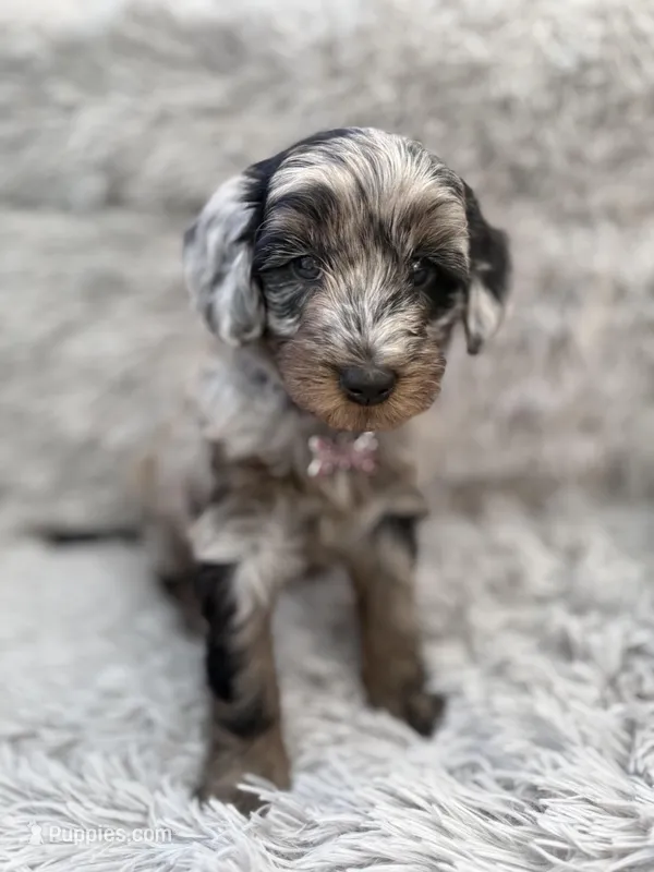 Mila – Goldendoodle puppy for sale in Castro Valley, CA