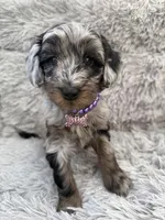 Mila, a female Goldendoodle for sale in Castro Valley, CA – Photo 2 of 4