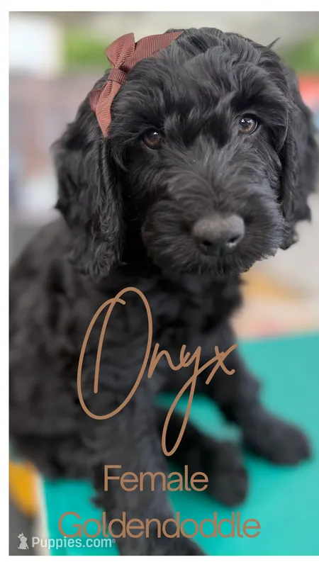 Onyx (The Sweetest Puppy) – Goldendoodle puppy for sale in Castro Valley, CA
