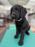 Mr. T Beautiful Male Goldendoddle, a male Goldendoodle for sale in Castro Valley, CA – Photo 4 of 8